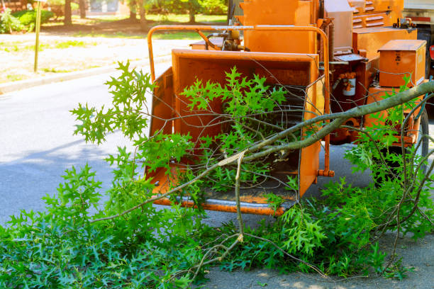 Best Tree Disease Treatment  in West Wendover, NV